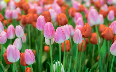 Pink and red tulips blooming in the winter.