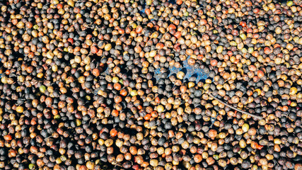 Red coffee beans are drying in the sun