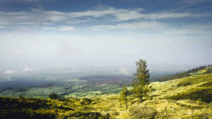 A lonely tree in Tambora Mountain. A beautiful view with green grass and blue sky