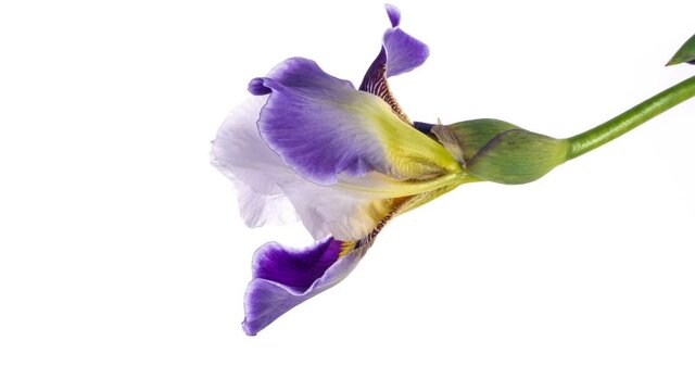 Timelapse of blue and white iris flower opening. close up