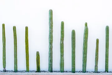 Fototapete Group of exotic cactus plants grown in front of a white wall captured during the daytime © Bede Sheppard/Wirestock