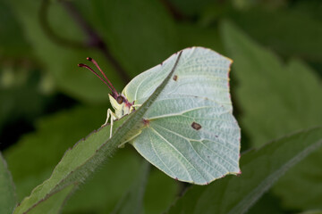 A Brimstone Butterfly holding onto a green leaf.