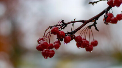 Red berries on rain, Collingwood Ontario