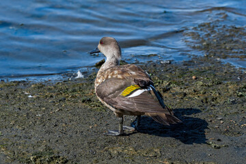 Crested Duck (Lophonetta specularioides) in Ushuaia area, Land of Fire (Tierra del Fuego), Argentina
