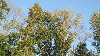 Sunlit Nature