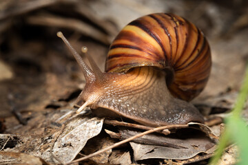 Close up snail on ground