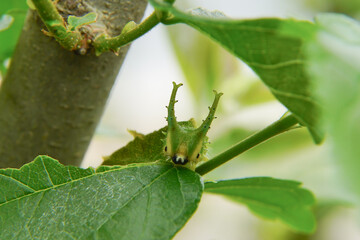 木の枝に止まり葉っぱを食べている国蝶オオムラサキの幼虫