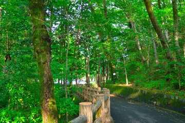 美しい森林・釜の淵公園（東京都青梅市）/Beautiful forest・Kamanofuchi Park（Ome City in Tokyo）