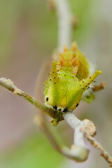 木の枝に止まっている国蝶オオムラサキの幼虫