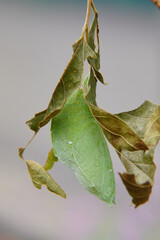 国蝶オオムラサキの蛹