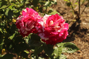 pink roses in garden