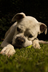 White boxer dog chewing a tennis ball.