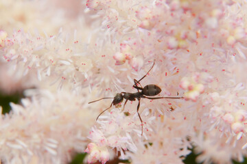 蟻とアスチルベ