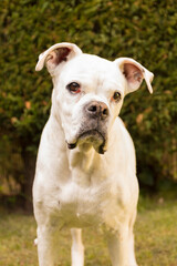 Fototapeta premium White boxer dog looking at the camera