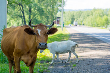 Naklejka na ściany i meble A cow and a goat graze on the side of the road.