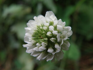 White Wild mountain flower close up
