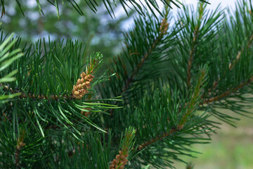 Blooming young pine buds on coniferous branches of Scots pine at spring summer time, close up, selective focus