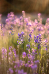 Obraz premium Lavender close-up on a blurry background. Selective and soft focus. The lavender field blooms in summer. Image of lavender with a copy of the space for prints, decor, Wallpaper, posters.