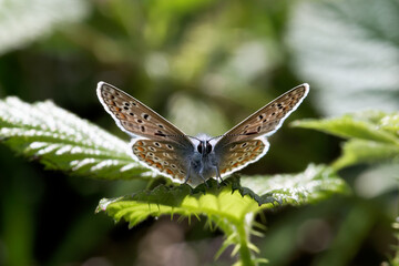 A Common Blue Butterfly basking on a Bramble leaf.