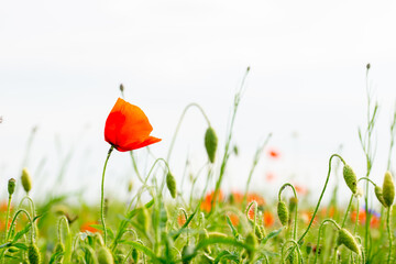 red poppy flower on the green plain