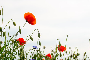 red poppy flower on the green plain