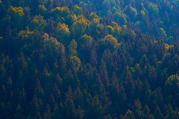 green fir forest on the mountain we travel