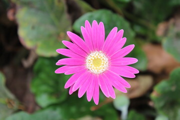 Obraz premium Pink Gerbera