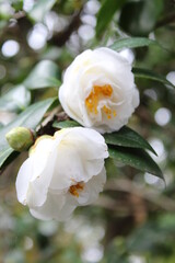 Fototapeta na wymiar White Flowers Blossoming