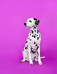 dalmatian puppy