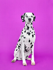dalmatian puppy