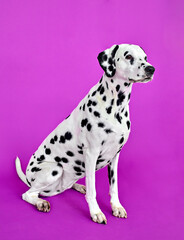 portrait of a dalmatian puppy