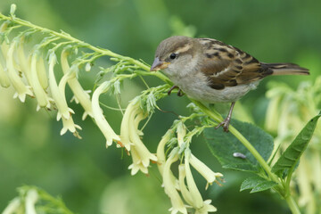 A cute baby House Sparrow, Passer domesticus, perching on a flowering Cape Fuchsia plant in spring.