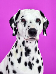 portrait of a dalmatian dog