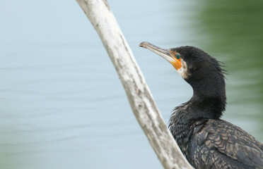 A head shot of a Cormorant, Phalacrocorax carbo, perching up a tree over a lake.