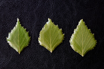 Leaves of birch drenched in epoxy on a dark background close-up. The basis for a pendant or...