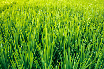 Obraz premium Close up of rice fields with fresh young rice in Sumbawa, Indonesia