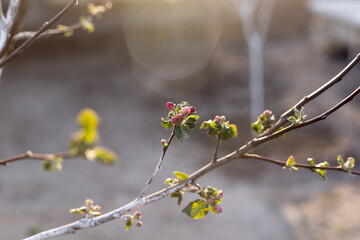 Blooming branch of a young apple tree on a sunset background.