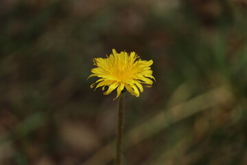 yellow dandelion flower