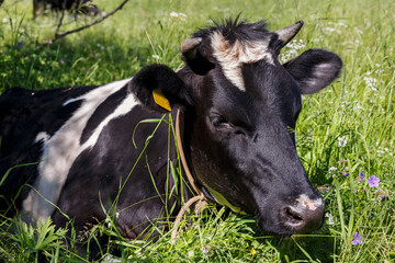 the cow lies in the grass on a pasture. the head of a cow.