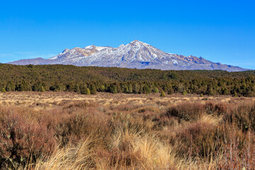 Obraz premium Mount Ruapehu, New Zealand, surrounded by the forest and grasslands of the Volcanic Plateau