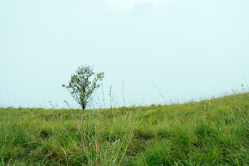 A tree with a misty mountain background in Mount Tambora, Sumbawa Island, Indonesia