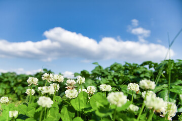 Obraz premium クローバーと青空と白い雲