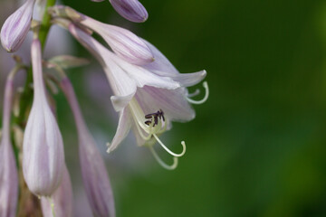 Hosta is a perennial herb