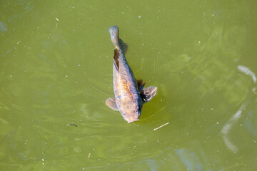 Fish swimming in lake in park