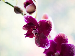 Phalaenopsis orchid. The indoor plants on the windowsill.