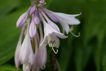 Hosta is a perennial herb