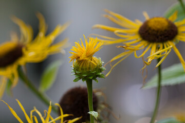 Elecampane is a perennial medicinal plant of the Astrov family