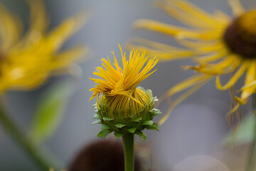 Elecampane is a perennial medicinal plant of the Astrov family