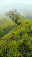 A tree with a misty mountain background in Mount Tambora, Sumbawa Island, Indonesia