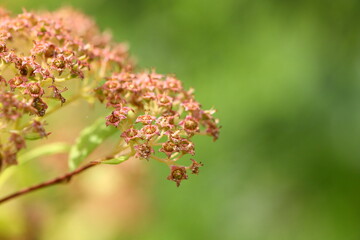 Japanese Spirea - deciduous decorative shrub